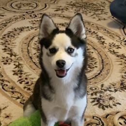 Miska - Pomsky