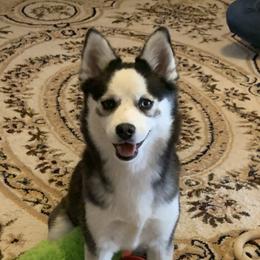 Miska - Pomsky