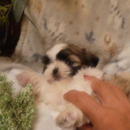 Girl 1 - Red and white female Shih Tzu puppy in Ontario, Oregon from Keeper of the Stars