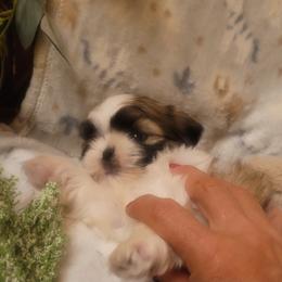 Girl 1 - Red and white female Shih Tzu puppy in Ontario, Oregon from Keeper of the Stars