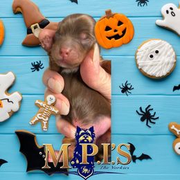 Chocolate - Chocolate and tan male Yorkshire Terrier puppy in Augusta, Georgia from Melissa's Paw Impressions