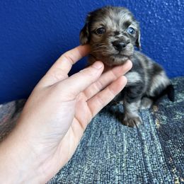 Boy 2 Yulia - Dapple male Dachshund puppy in Umatilla County, Oregon from Divine Dogs