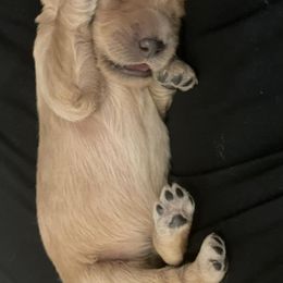 Goldendoodles from Summer Time Doodles