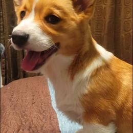 Pembroke Welsh Corgi Puppies from Northwynd Corgis