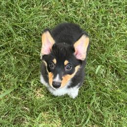 Breeze - Black and tan female Pembroke Welsh Corgi puppy in Fayetteville, Arkansas from Intergalactic Corgis