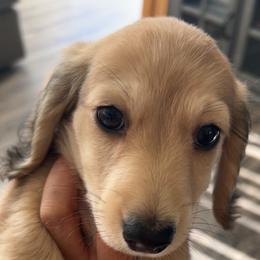 Ash - Chocolate and cream male Dachshund puppy in Pueblo, Colorado from Nikas Baby Beanz LH Dachshunds