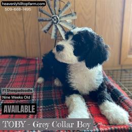 Goldendoodle, Poodle, and Sheepadoodle Puppies from Heavenly Hilltop Farm