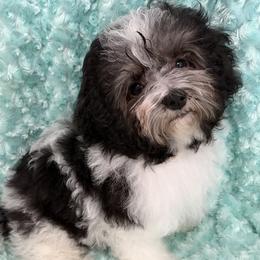 Grogu - Beseme's Force 4 Cuteness - Black and white male Havanese puppy in Salt Lake City, Utah from Beseme Havanese