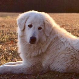 McKinley - Maremma Sheepdog