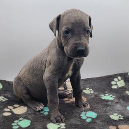 Violet - Blue female Great Dane puppy in Kannapolis, North Carolina from Carolina Great Danes & Toy Poodles