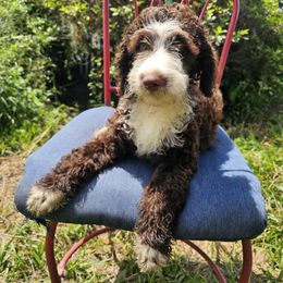 REDUCED - Nutmeg - Brown and white female Aussiedoodle puppy in Lithia, Florida from Waterford Doodle Farm