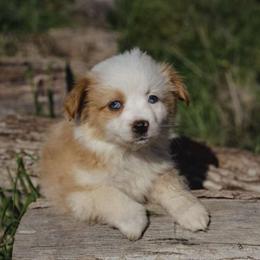 Ginny - Red female Miniature American Shepherd puppy in Sanger, California from Flying M Cactus Ranch Buddies