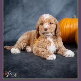 Riff - Red male Cockapoo puppy in Connersville, Indiana from Deaz Doodle Ranch
