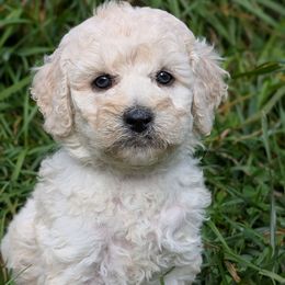 Franky - Cream male Poodle puppy in Salem Township, Maine from Moirae Poodles