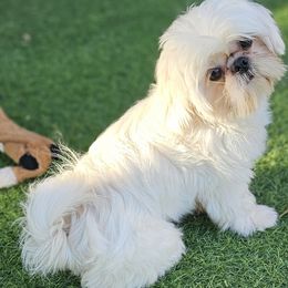 Cashing in on Dreams - Shih Tzu