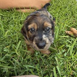 Dachshund Puppies from Cajun Coast Dachshunds