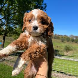 Pecan - Apricot female Cavapoo puppy in Bloomfield, New York from Campbell Cavapoos