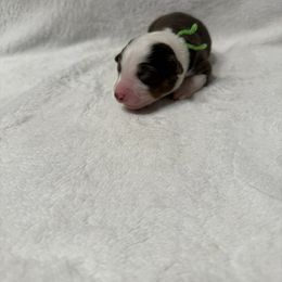 Lime collar - Red tri-color female Australian Shepherd puppy in Buckeye, Arizona from Wranglin Farms