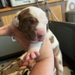 Chamomile - Chocolate and white female Great Dane puppy in Marlow, New Hampshire from Fox Hill Danes