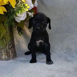 Girl 5 - Black female German Shorthaired Pointer puppy in Laporte, Minnesota from Northern Odyssey Gun Dogs