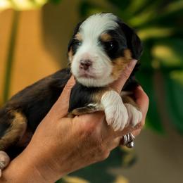 Mona Lisa - female Australian Mountain Doodle puppy in Cortez, Colorado from Sassy Pants Pups