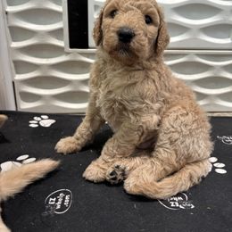 Green - Apricot male Goldendoodle puppy in El Campo, Texas from Diamond C Doodles