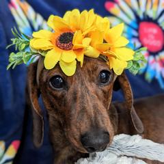 Pickle - Dachshund