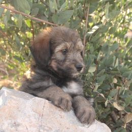 Louie - Sable male Aussiedoodle puppy in Apache Junction, Arizona from Loving Doodle