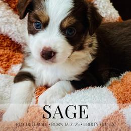 Miniature Australian Shepherd and Toy Australian Shepherd Puppies from Stone & Sage ATX Toy & Mini Aussies