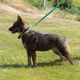 Elliot - Blue male Australian Cattle Dog puppy in Willamina, Oregon from Cherished Chihuahuas