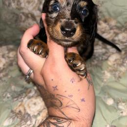 Cino - Dapple male Dachshund puppy in Crescent, Oklahoma from Doxie Dreams