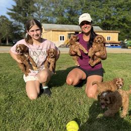 Cavapoo Puppies from Cedar Creek Farm