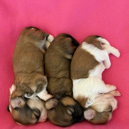 Girls - 3 girls in the litter - Red female Havanese puppy in Hillsboro, Virginia from Bella Dulce