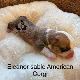 Eleanor - Sable and white female American Corgi puppy in Casper, Wyoming from Flying Note Shorties
