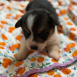Maple - Black and tan female American Corgi puppy in Graham, Texas from Wild West Corgis