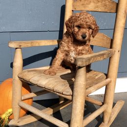 Cavapoo and Shichon Puppies from Paige Haldeman's Cavapoos and Shichons