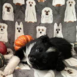 Miniature Australian Shepherd and Toy Australian Shepherd Puppies from Hotmess of Aussies