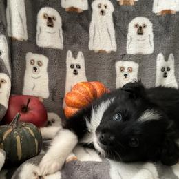 Miniature Australian Shepherd and Toy Australian Shepherd Puppies from Hotmess of Aussies