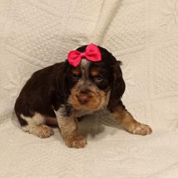 English Springer Spaniel Puppies from Mossy Creek Springers