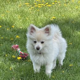 Baby - Pomsky