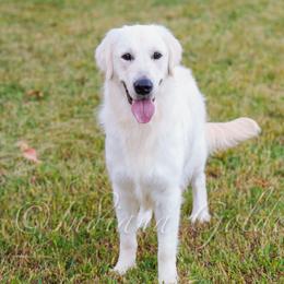 Winnie - Golden Retriever