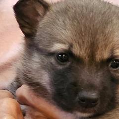 Australian Shepherds and Swedish Vallhunds from SunFire Kennel