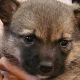 Australian Shepherds and Swedish Vallhunds from SunFire Kennel