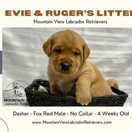 2nd Pick Fox Red-Yellow Male - Yellow male Labrador Retriever puppy in Grand Gorge, New York from Mountain View Labrador Retrievers