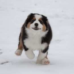Australian Shepherd Puppies from Top Draft Genetics