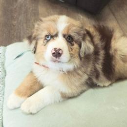 Red - Red merle male Miniature American Shepherd puppy in Georgetown, California from Foothill Aussies
