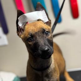 Vixen - Tan female Working Dog Cross puppy in Clarksville, Tennessee from Vuurhart Herders