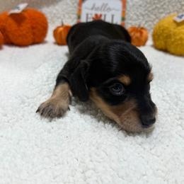 Chestnut - Black and tan male Dachshund puppy in Mansfield, Missouri from Owens Farm