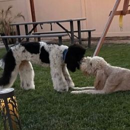 Goldendoodles from California Raised Doodles