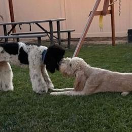 Goldendoodles from California Raised Doodles